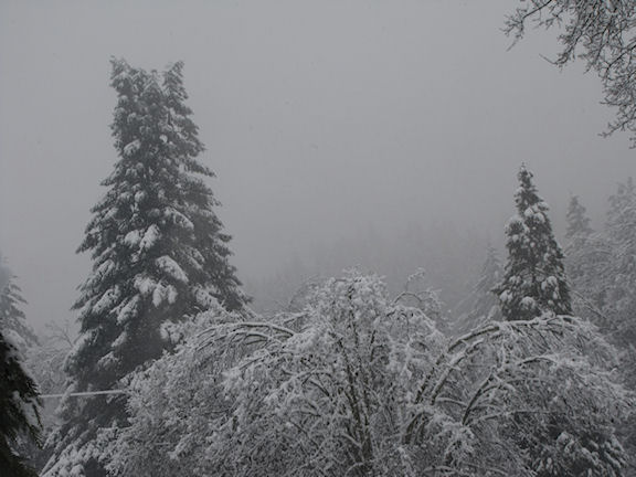 snowy, foggy day in cave junction, or